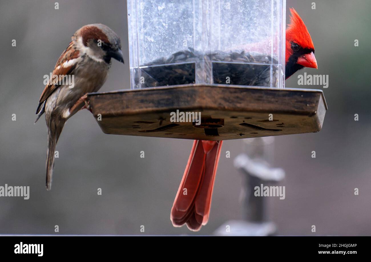 Der weibliche Northern Cardinal kommt mit einem Sperling zum Futterhäuschen im Hinterhof Stockfoto Der weibliche Northern Cardinal kommt mit einem Sperling zum Futterhäuschen im Hinterhof Stockfoto