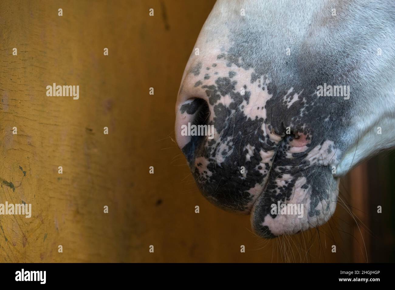 Detail der Schnauze eines spanischen Pferdehengstes mit Rosenhautflecken wegen Vitiligo Stockfoto