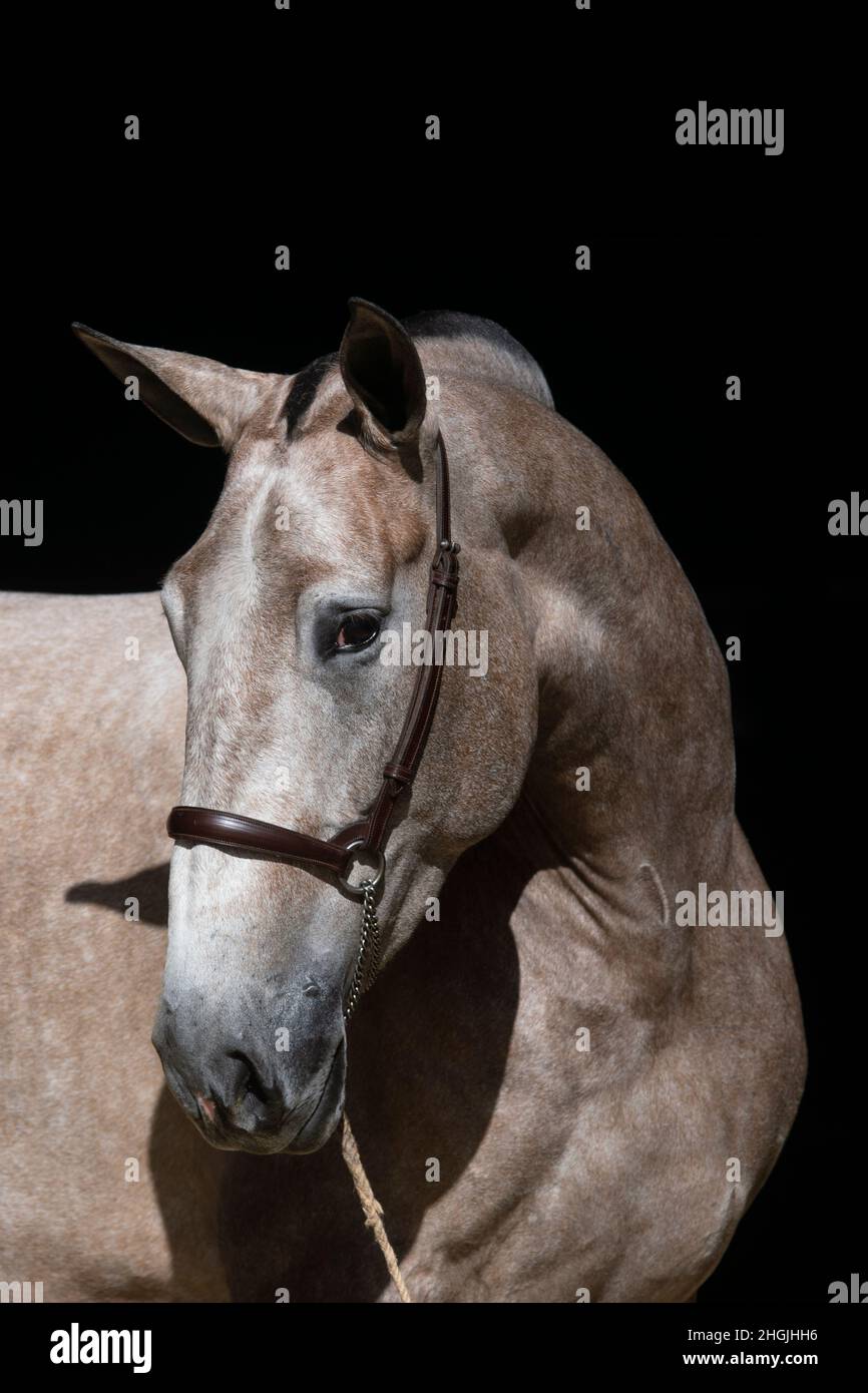 Gesicht Porträt einer roségrauen Stute spanischen Pferd Stockfoto