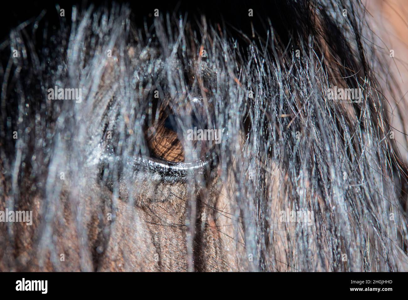 Nahaufnahme des Auges und der Mähne eines braunen spanischen Pferdes Stockfoto