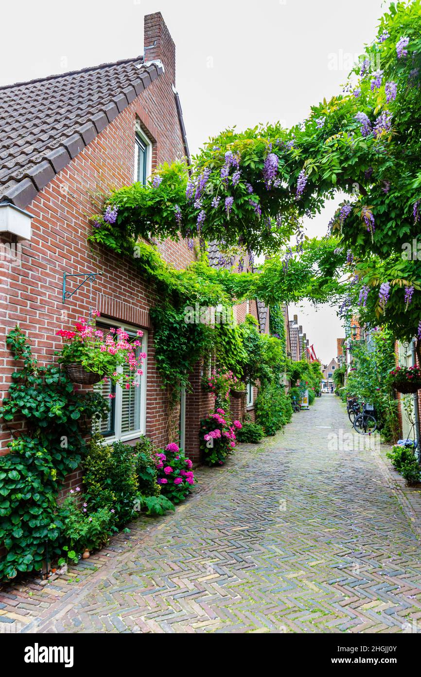 Urbane Begrünung mit vielen Pflanzen und Blumen auf der Straße in Alkmaar in Nord-Holland in den Netehrlands Stockfoto