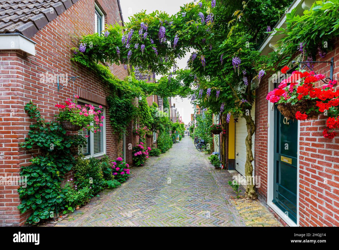 Urbane Begrünung mit vielen Pflanzen und Blumen auf der Straße in Alkmaar in Nord-Holland in den Netehrlands Stockfoto