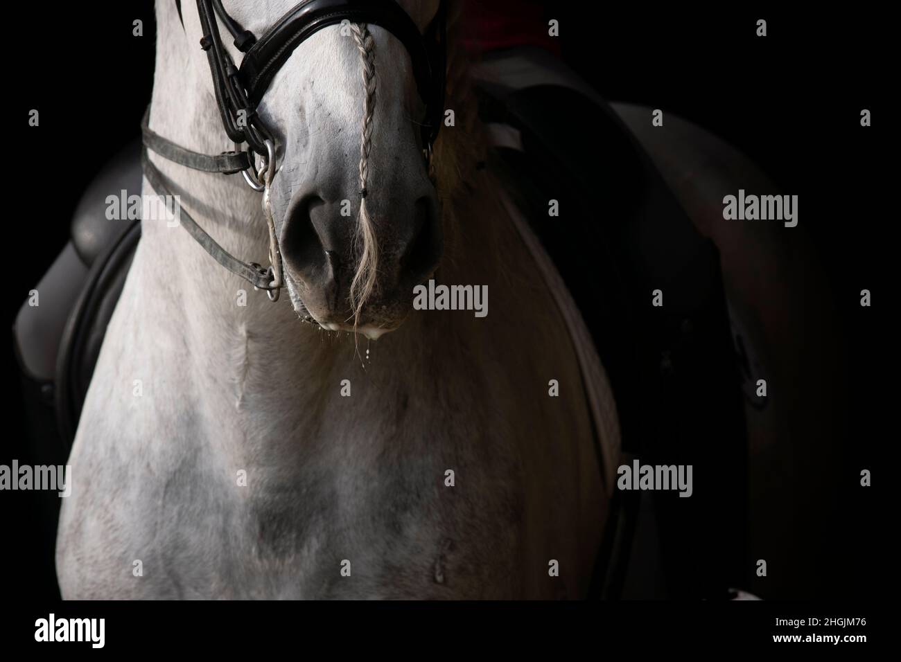 Nahaufnahme der Schnauze eines grauen spanischen Pferdes mit geflochtener langer Mähne in der Dressur Stockfoto