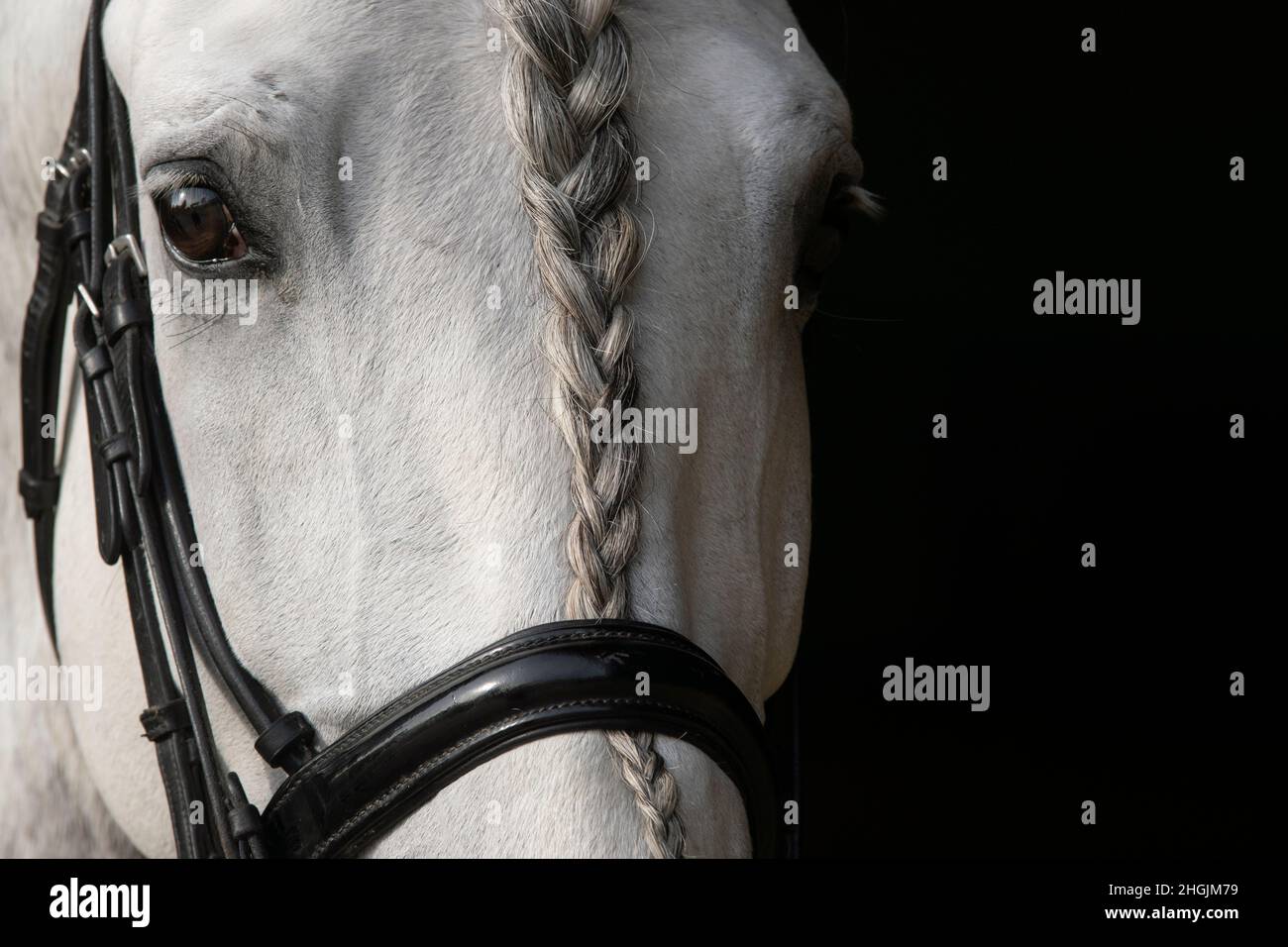 Nahaufnahme der Augen eines grauen spanischen Pferdes mit geflochtener langer Mähne Stockfoto
