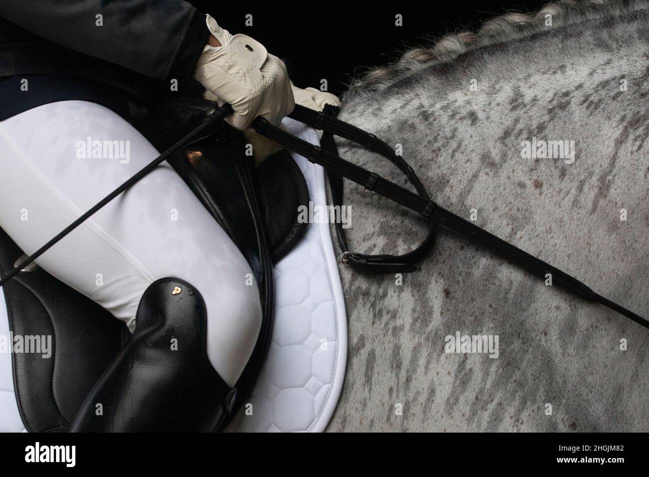 Detail des regendurchnässten Halses eines grauen spanischen Pferdes vor dem Dressurturnier Stockfoto