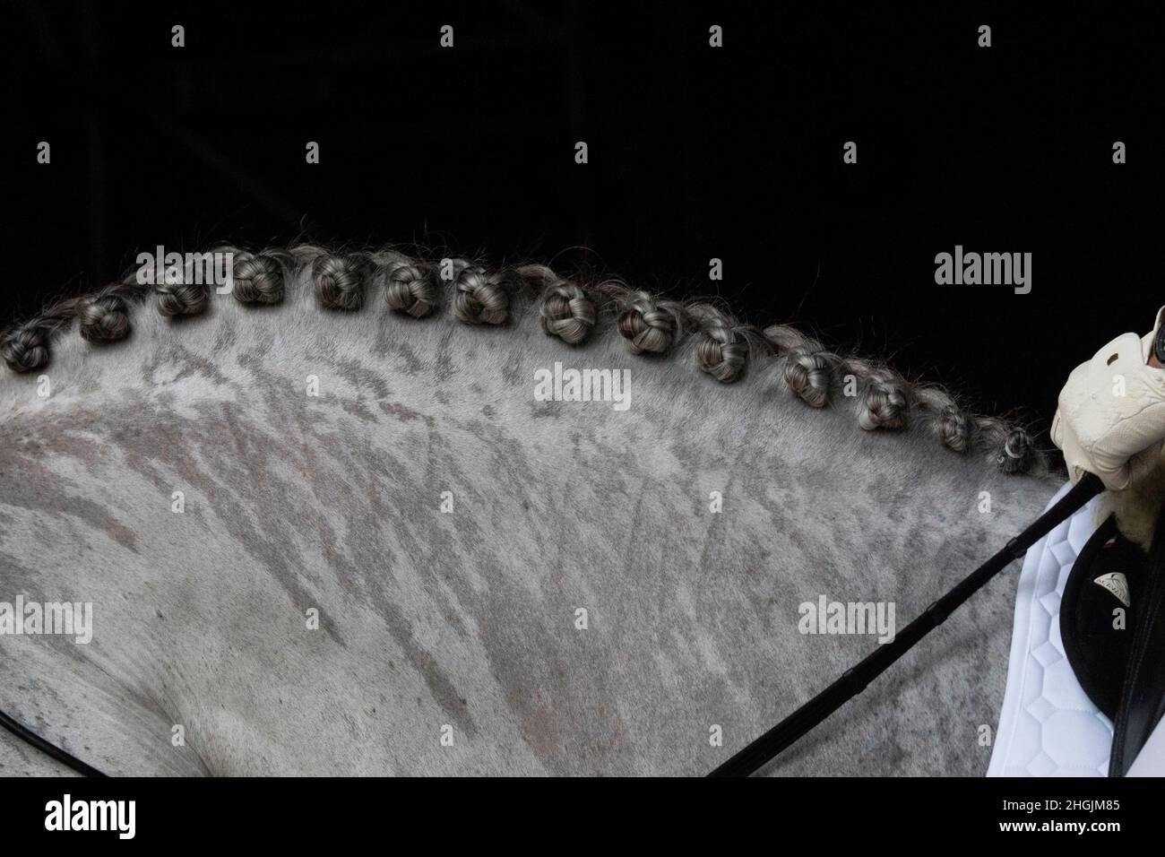 Detail des regendurchnässten Halses mit Bodengeflechten eines grauen spanischen Pferdes vor dem Dressurturnier Stockfoto