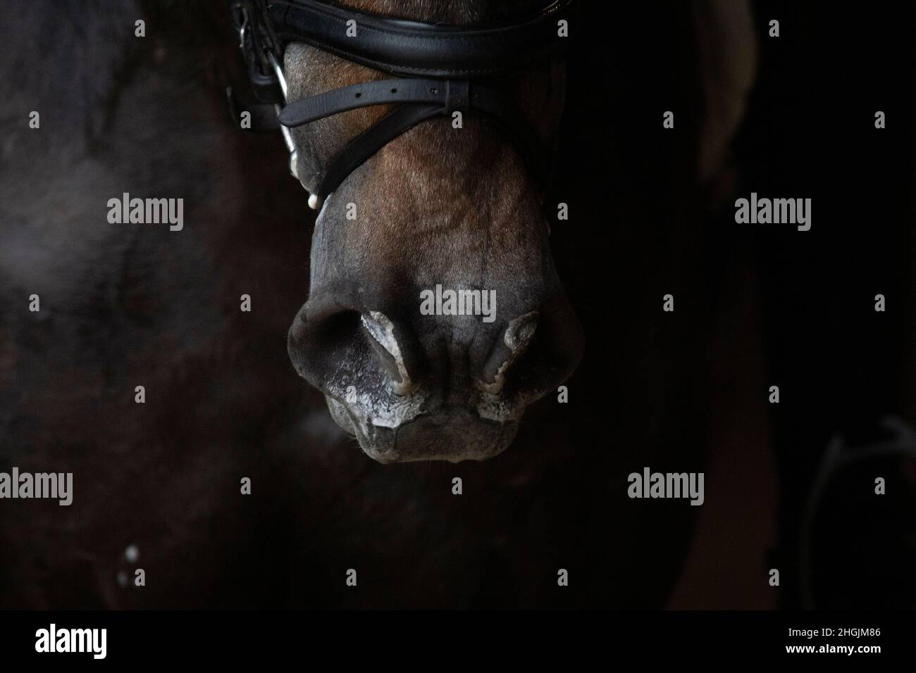 Detail der schweißtreibenden Schnauze eines spanischen jungen Pferdes nach dem Training Stockfoto
