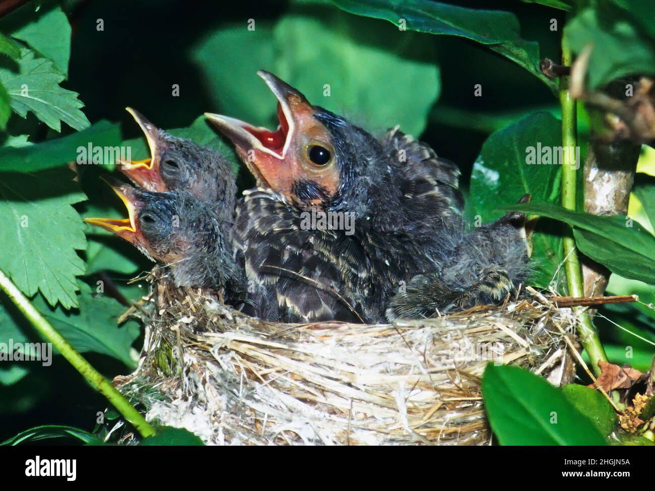 Braunes Kuhvogelkick im gelben Waldsänger-Nest Stockfoto