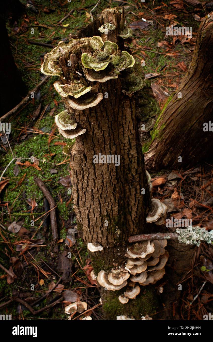Weiße Rotpilze Stockfoto