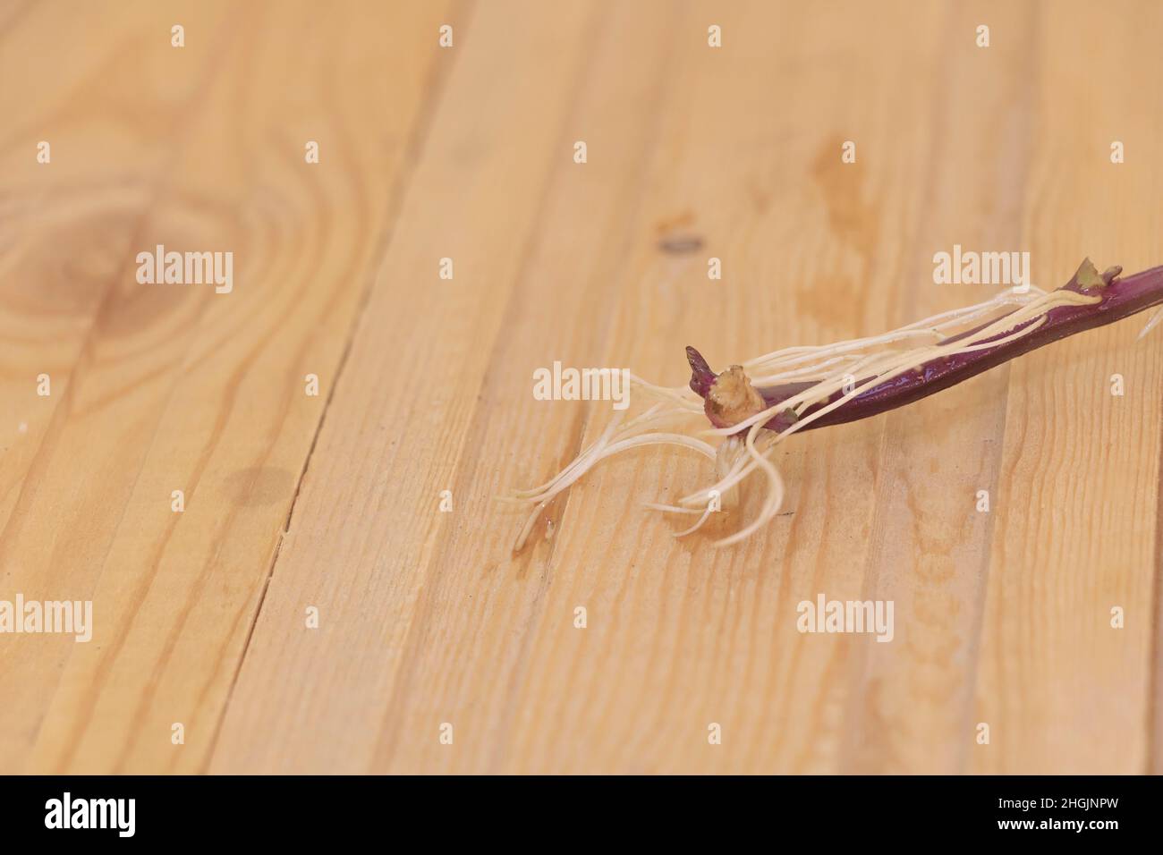 Ein verwurzeltes Schneiden von Süßkartoffelpflanze - hölzerner Hintergrund Stockfoto