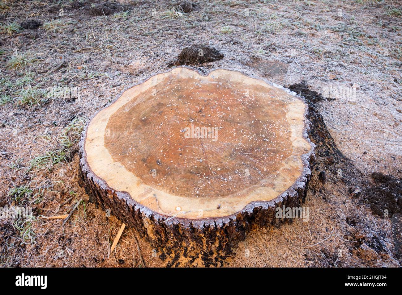 Lacock Dorf an einem kalten Wintertag. Wiltshire UK Baumstumpf eines kürzlich gefällten Baumes. Stockfoto