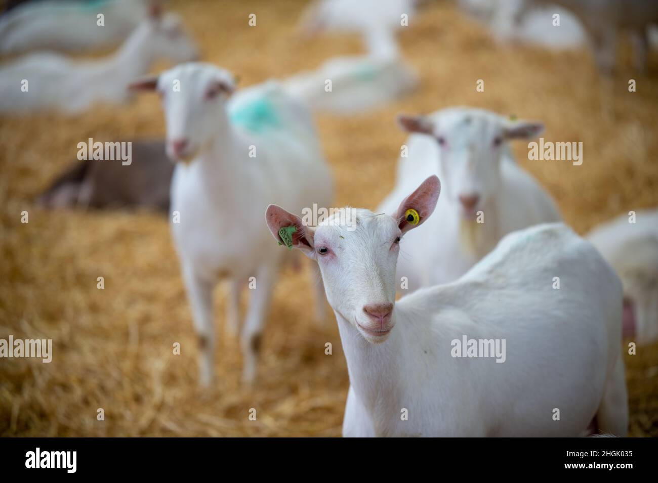Ziegen im Stall auf einer Ziegenfarm Stockfoto