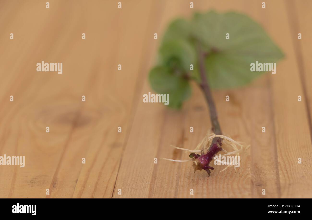 Ein verwurzeltes Schneiden von Süßkartoffelpflanze - hölzerner Hintergrund Stockfoto