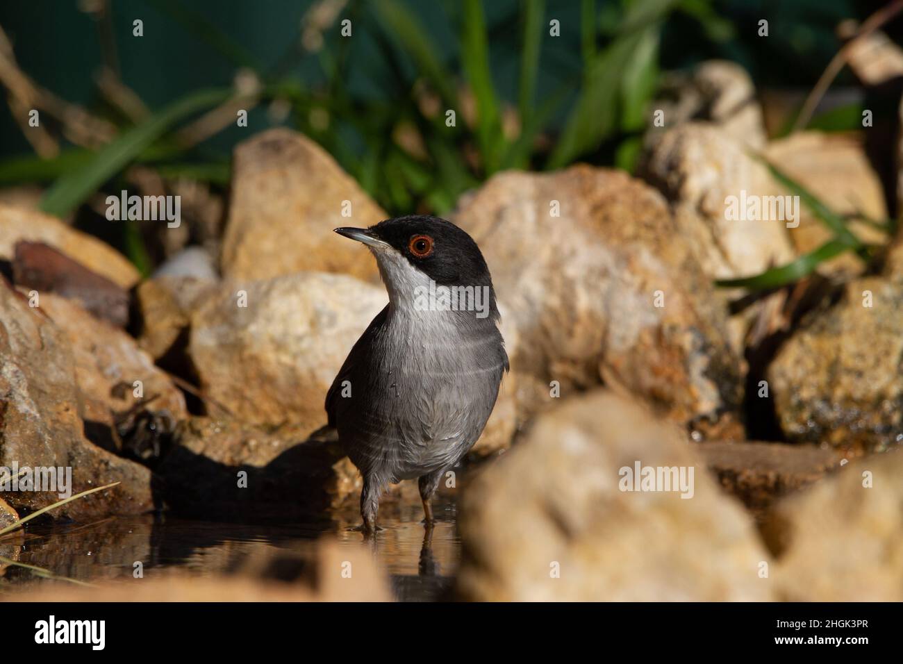 Sardischer Waldsänger badet am Ufer eines Flusses Stockfoto