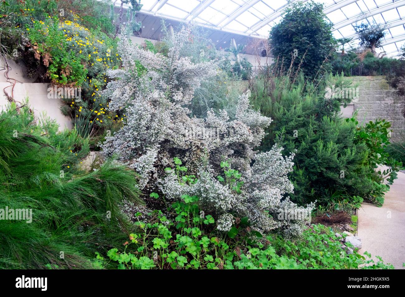 Erica canaliculata ein immergrüner Strauch in Blütenblüte im Great Glass House im National Botanic Garden of Wales Winter Januar UK KATHY DEWITT Stockfoto