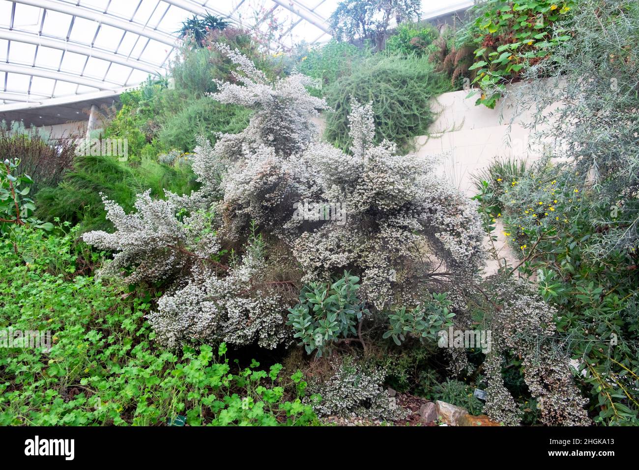 Erica canaliculata ein immergrüner Strauch in Blütenblüte im Great Glass House im National Botanic Garden of Wales Winter Januar UK KATHY DEWITT Stockfoto