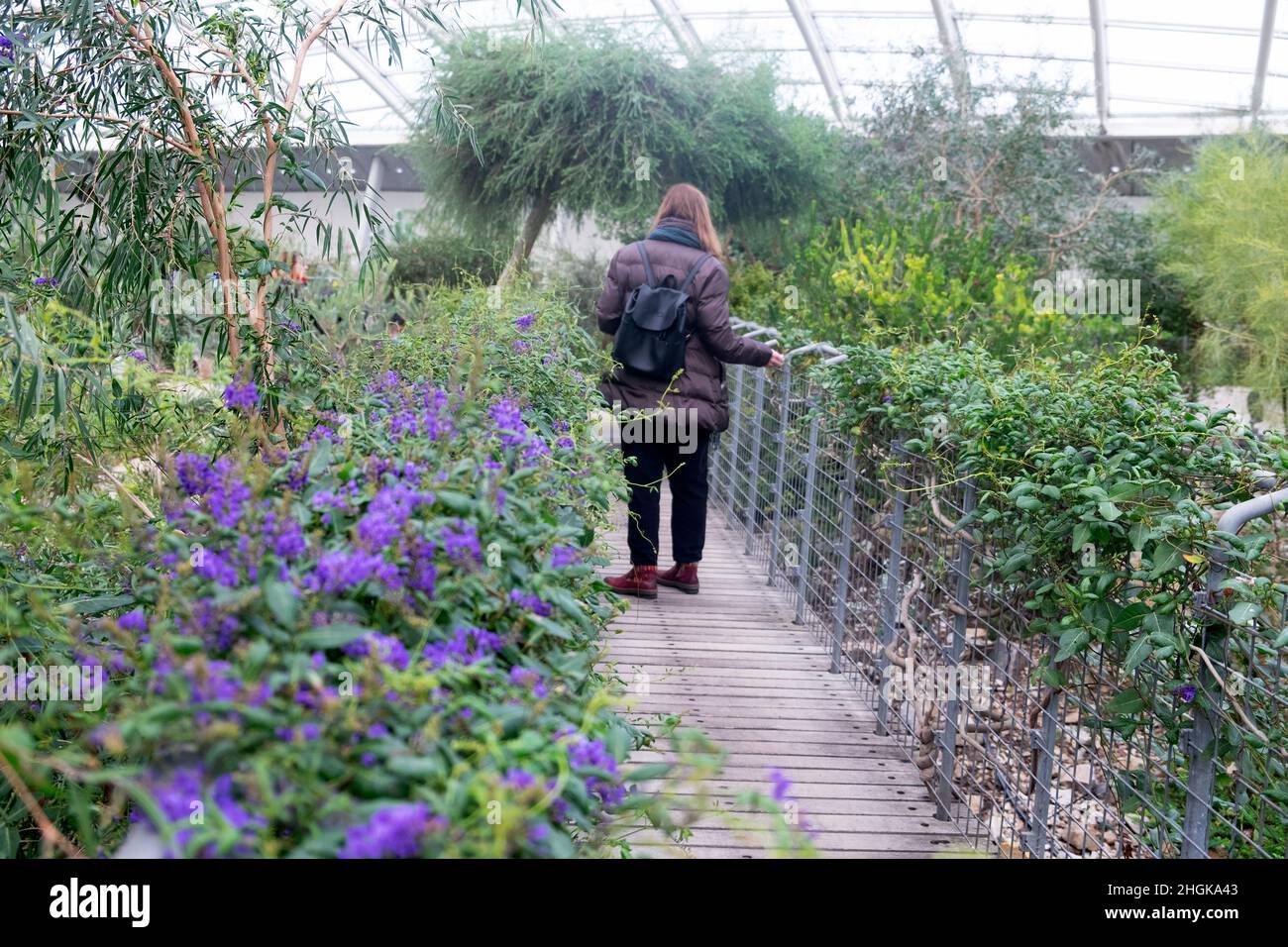 Frau Besucher Menschen Rückansicht Besuch des National Botanic Garden of Wales im Januar Spaziergang durch lila Blumen im Winter Großbritannien KATHY DEWITT Stockfoto