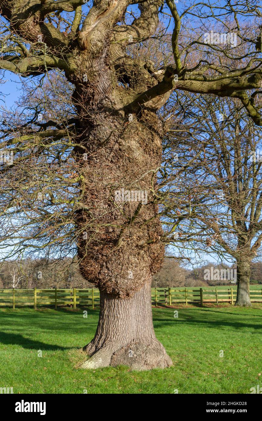 Lindenbäume (Tilia platyphyllos) im Winter im Great Windsor Park, Surrey, Großbritannien. Stockfoto