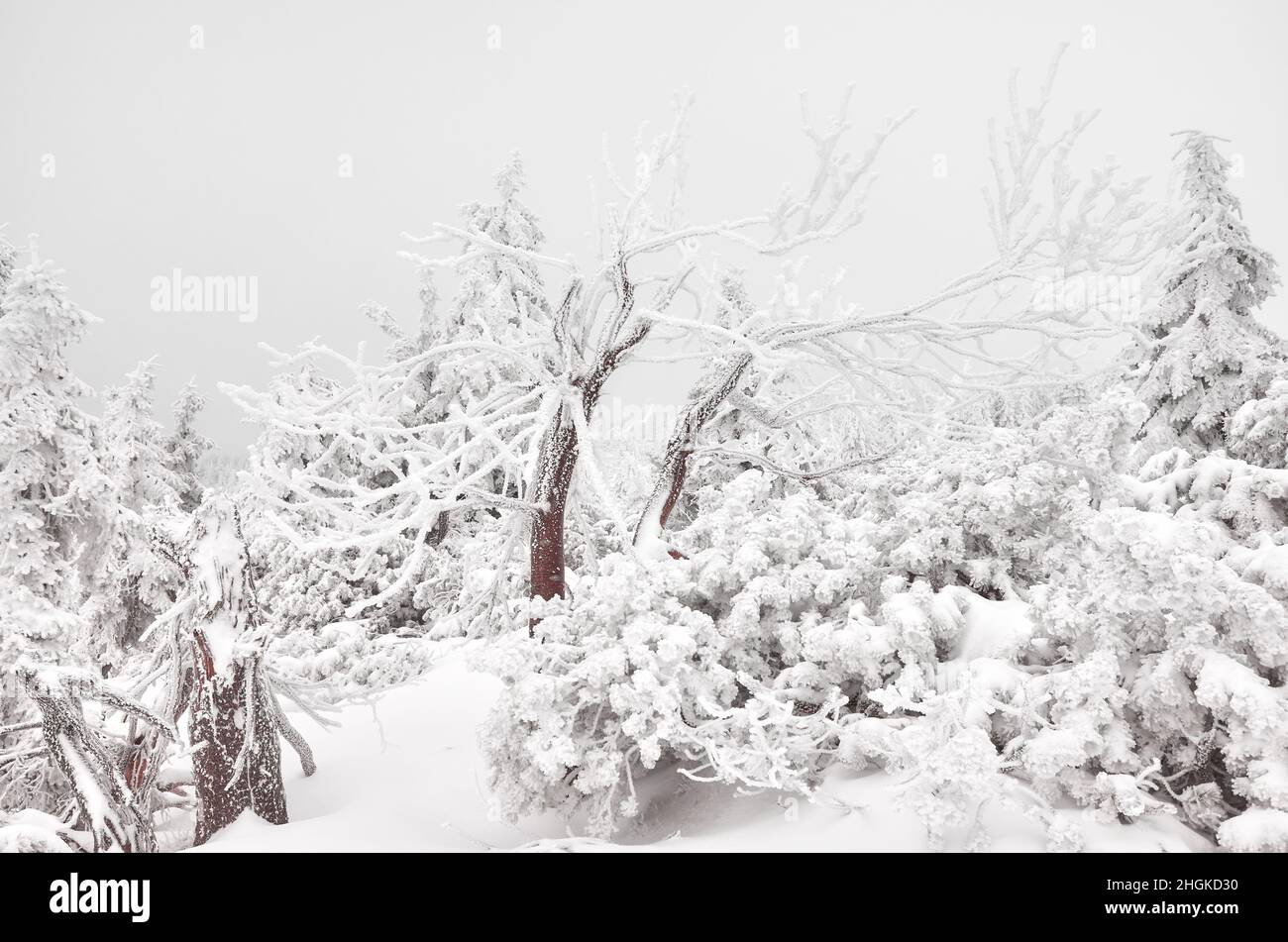 Schöne Winterberglandschaft mit schneebedeckten Bäumen. Stockfoto