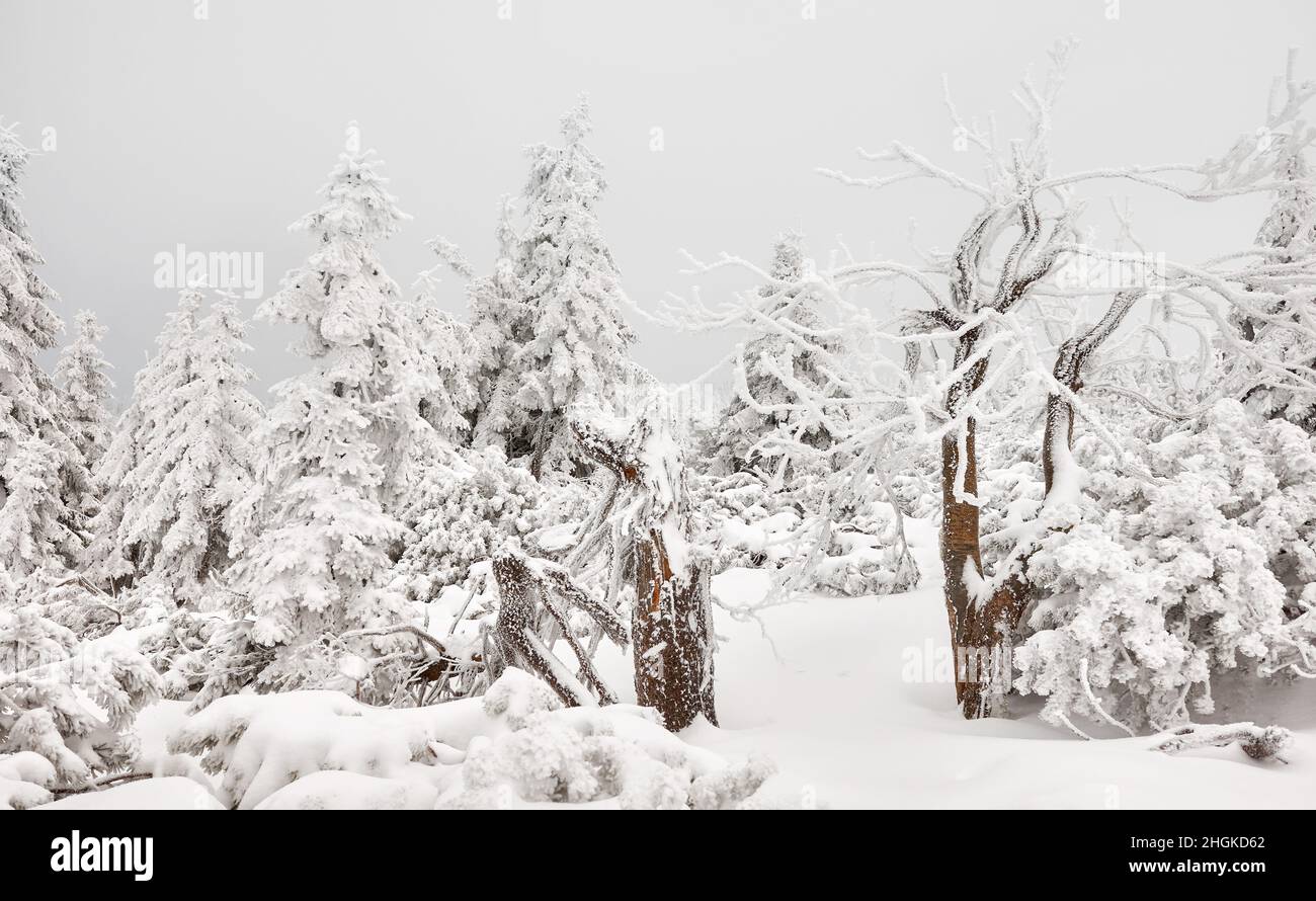 Schöne Winterberglandschaft mit schneebedeckten Bäumen. Stockfoto