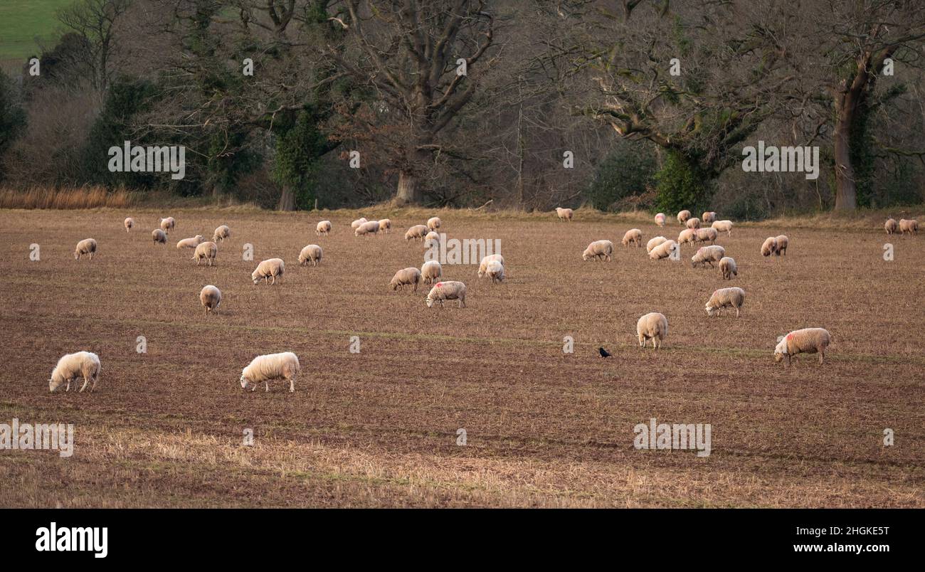 Ein Feld voller walisischer Schafe und einer Krähe, die im Winter auf einem schlammigen Feld grast Stockfoto