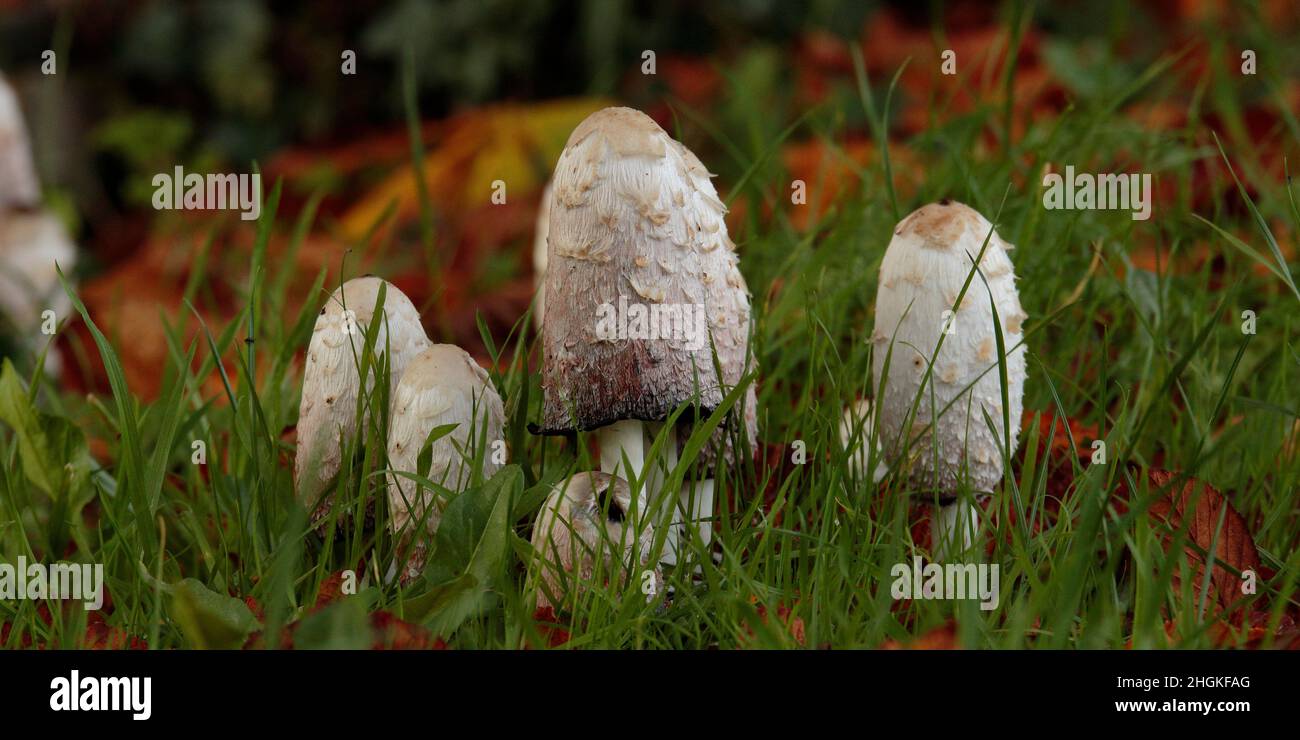 Shaggy Tinte Cap Mushroom Stockfoto
