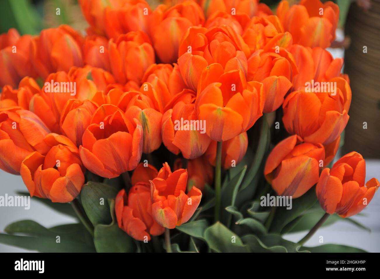 Ein Strauß oranger Triumph Tulpen (Tulipa) Hermitage in einem Garten im April Stockfoto