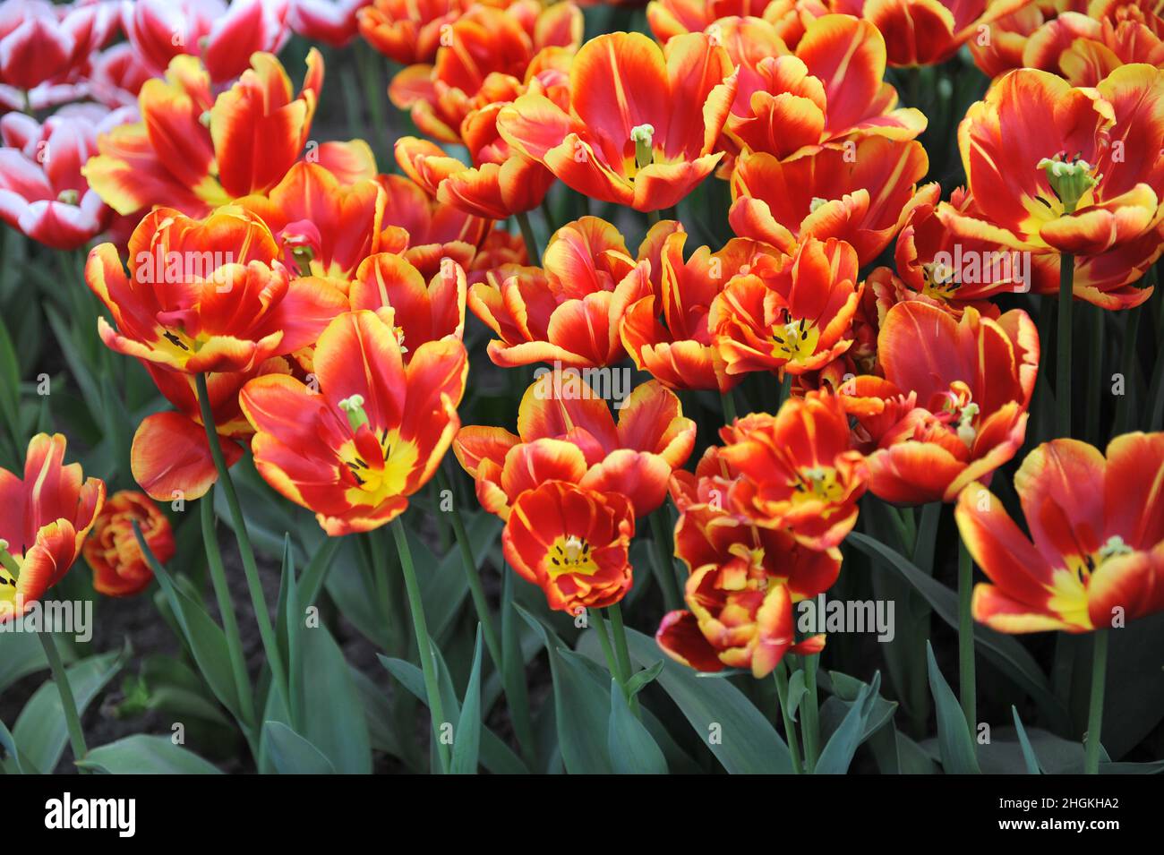 Rot und gelb Doppelte späte Tulpen (Tulipa) Hochrollenblüte im April in einem Garten Stockfoto