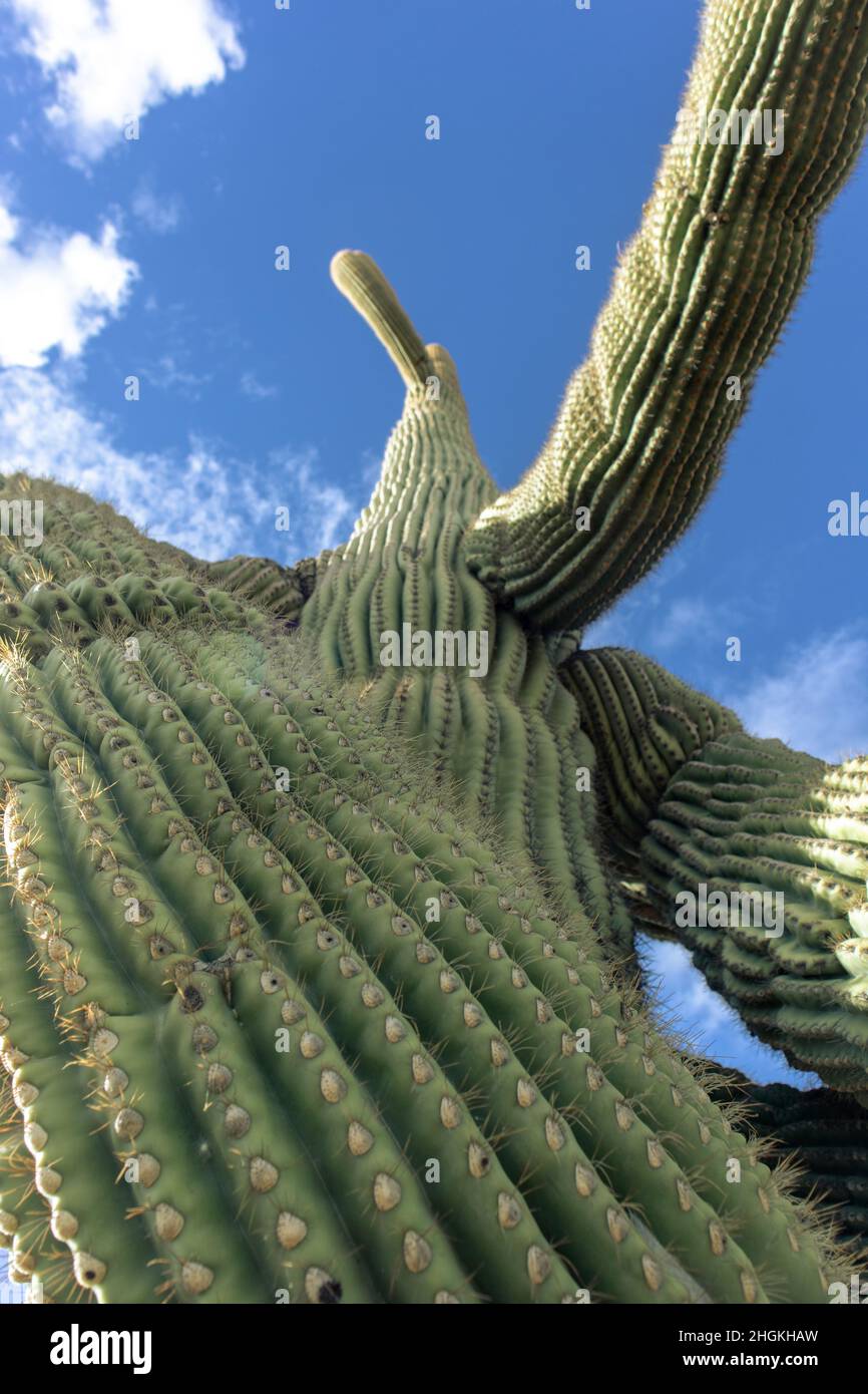 Saguaro Hug - Sonoran Desert, Arizona - Januar 2022 Stockfoto