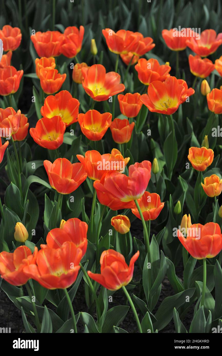 Orange Triumph Tulpen (Tulipa) die Hypnose blüht im April in einem Garten Stockfoto