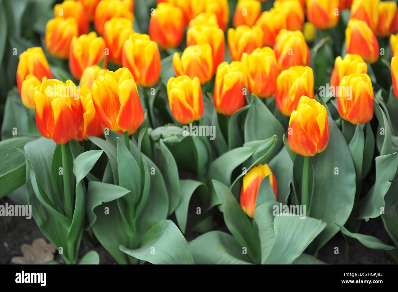 Rote und gelbe Triumph Tulpen (Tulipa) im April blüht in einem Garten die Eislolly Stockfoto