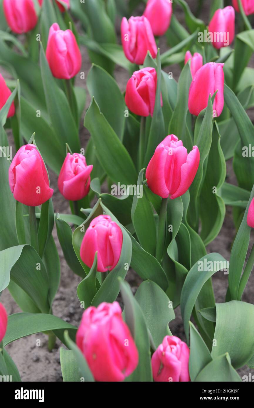 Pink Triumph Tulpen (Tulipa) in Love blühen im März in einem Garten Stockfoto