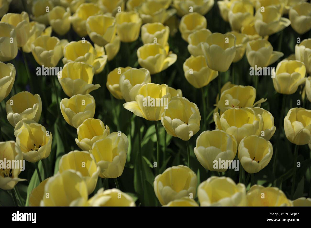 Gelb Darwin Hybride Tulpen (Tulipa) Elfenbein Floradale blühen im April in einem Garten Stockfoto