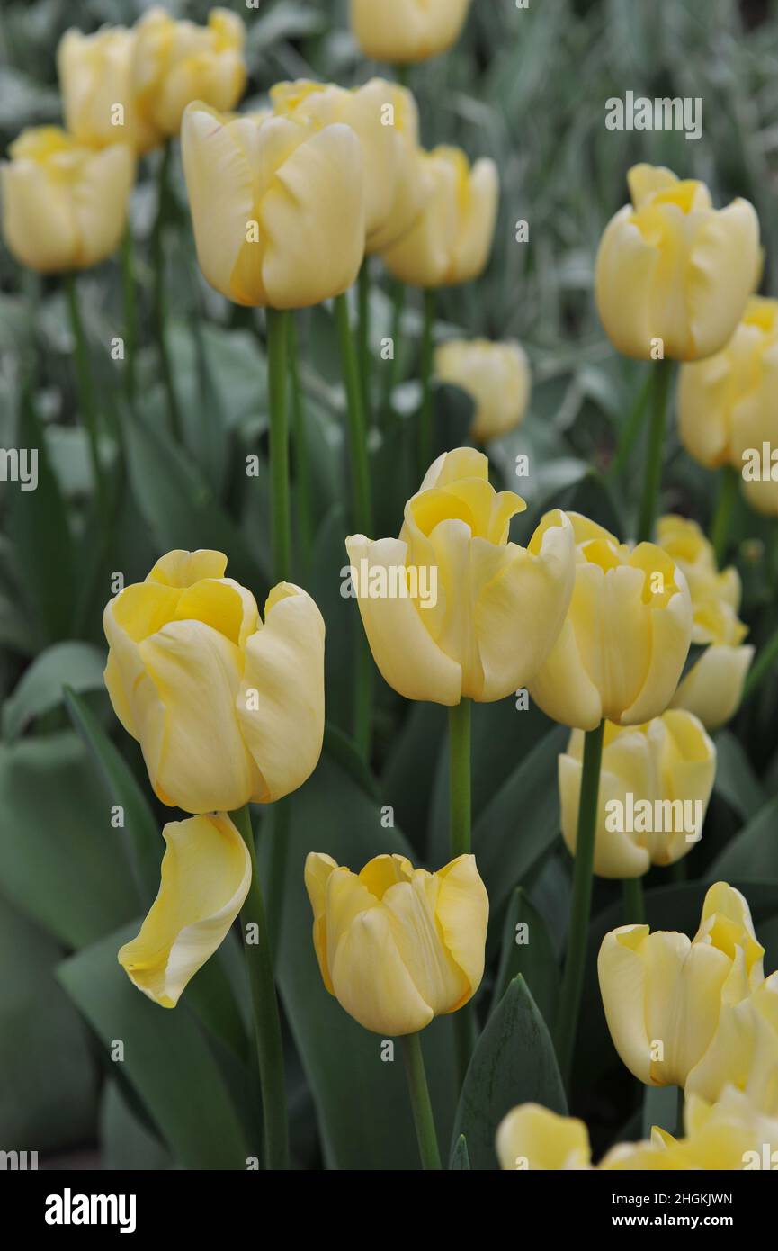 Gelbe Triumph Tulpen (Tulipa) Elfenbeinprinzessin blüht im April in einem Garten Stockfoto