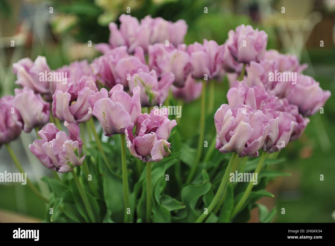 Ein Strauß lila rosa Papageientulpen (Tulipa) James Last auf einer Ausstellung im Mai Stockfoto