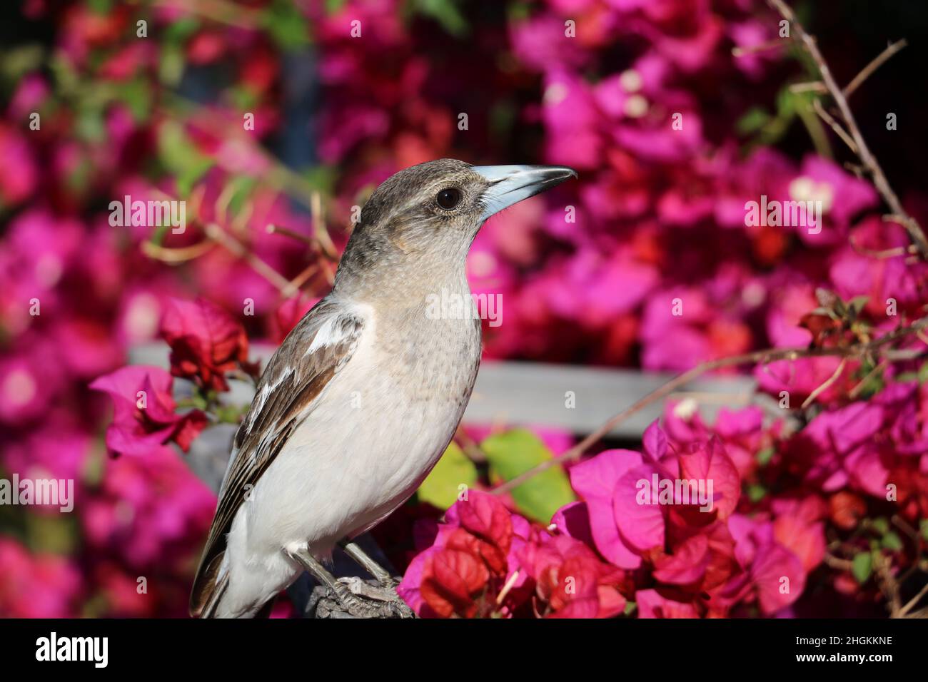 Metzgervogel Stockfoto