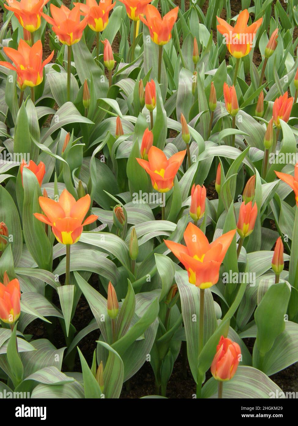 Orange Fosteriana Tulpen (Tulipa) Juan blüht im März in einem Garten Stockfoto