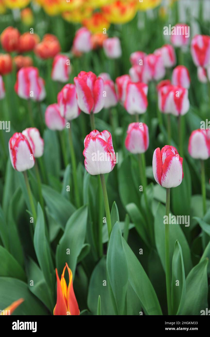 Rosafarbene und weiße Triumph Tulpen (Tulipa) haben sich im April in einem Garten geküsst Stockfoto