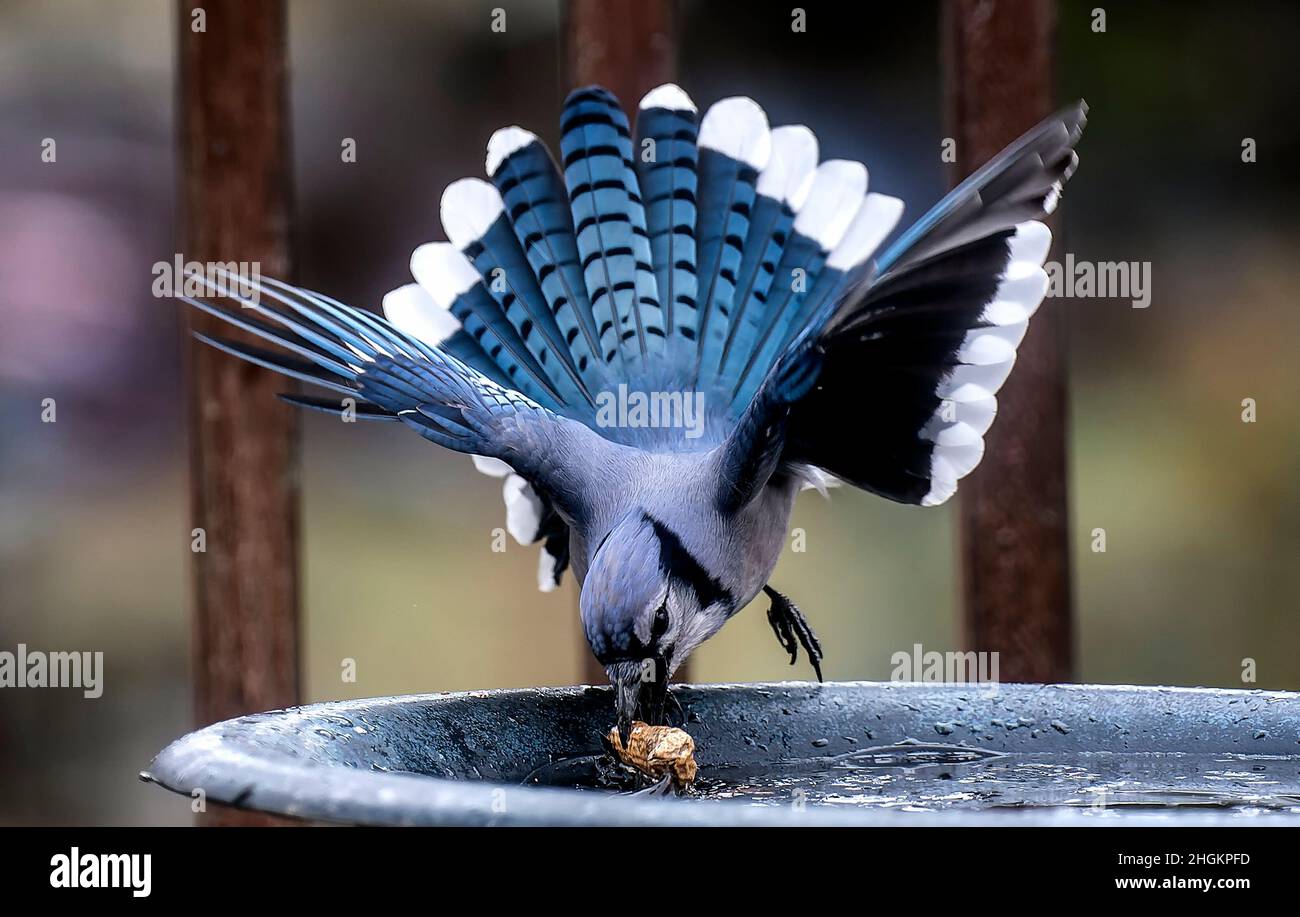 Bluejay auf dem Deck mit Erdnuss Stockfoto