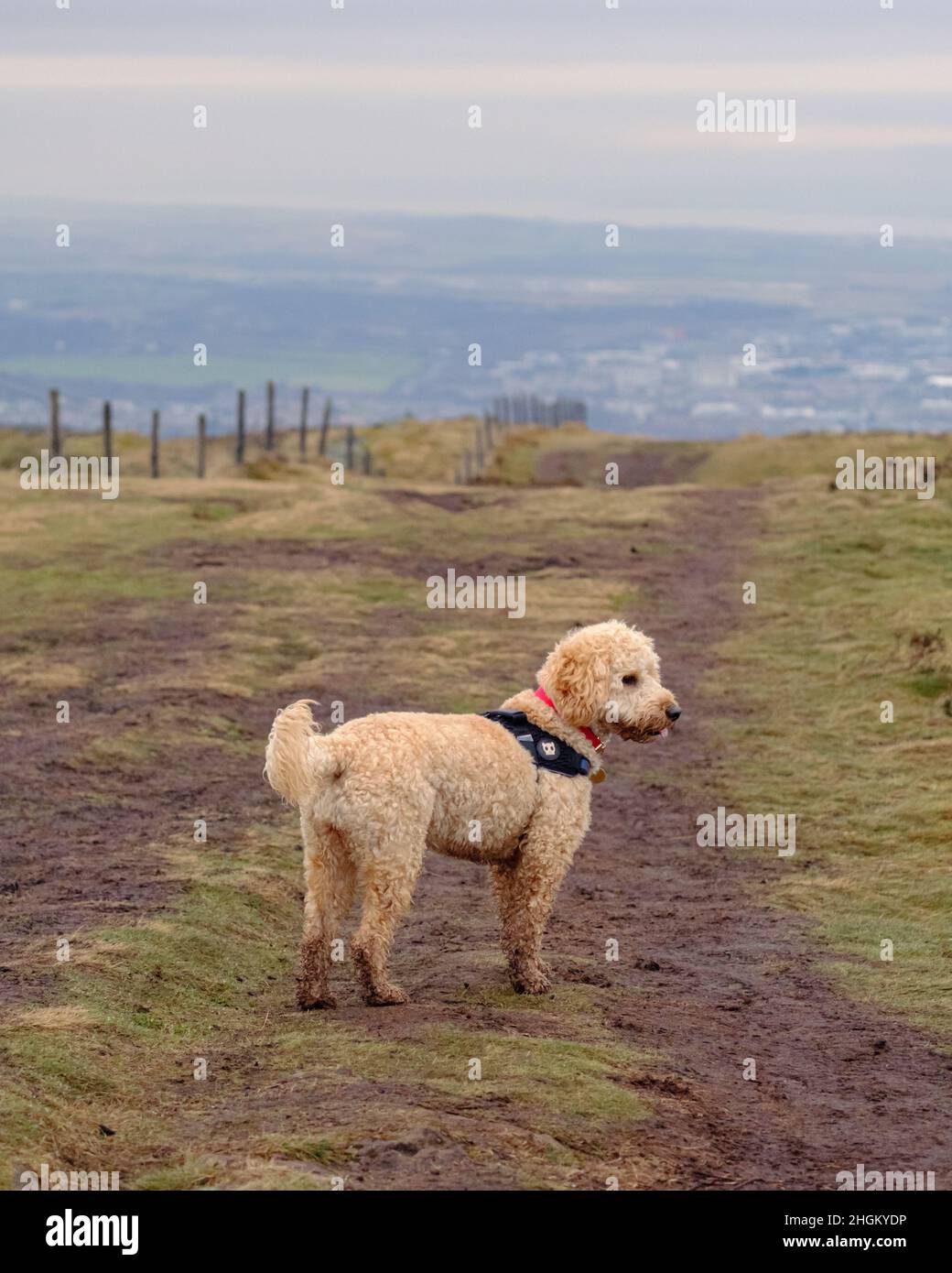 Cockapoo Hund spielt auf hügeligem Feld Stockfoto