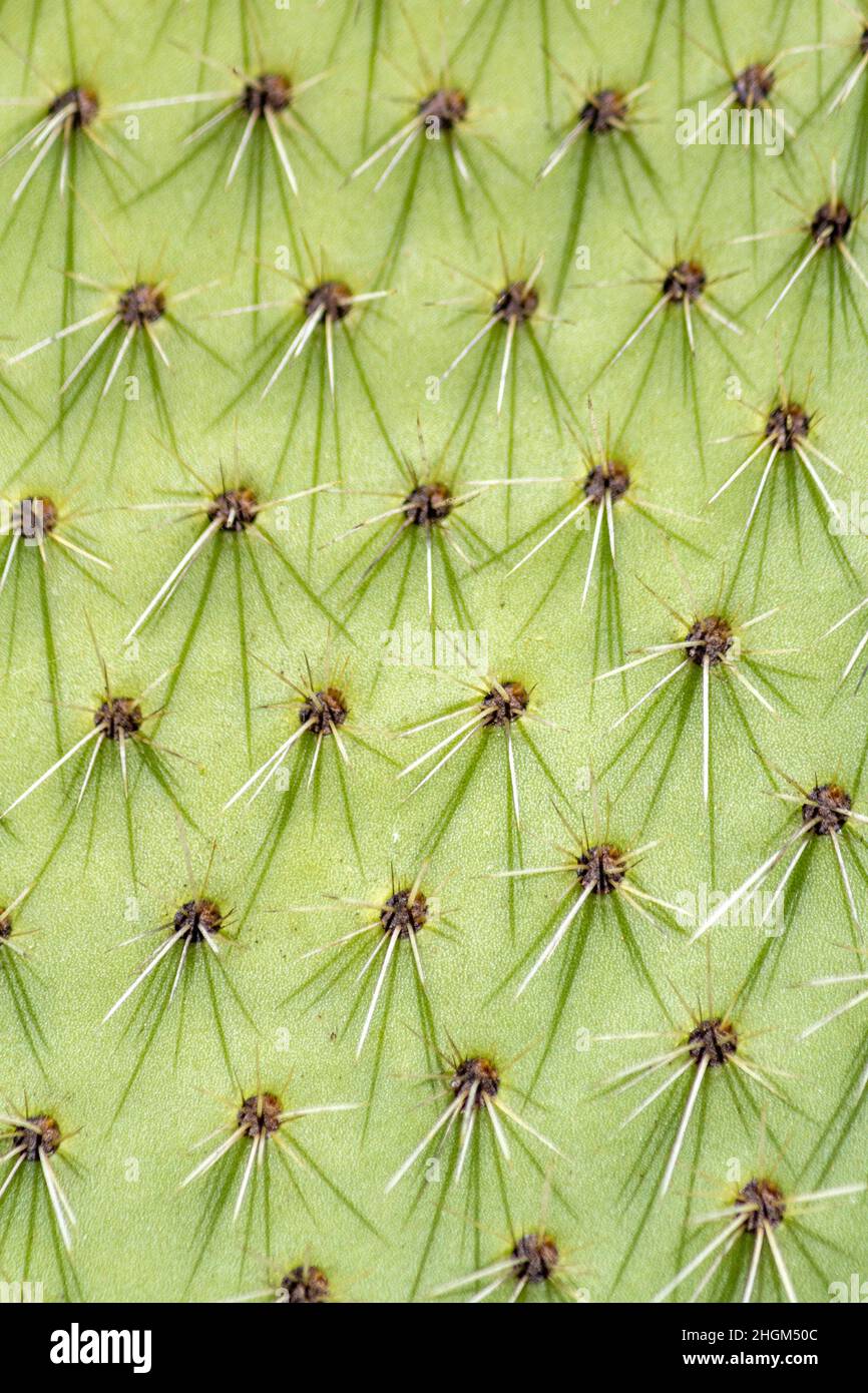 Wildwuchs allgemein als Kaktus Kaktus Kaktus Kaktus Kaktus genannt, Art Opuntia, close up Hintergrund. Sie breitet sich in große Kolonien aus und wird als Inva angesehen Stockfoto
