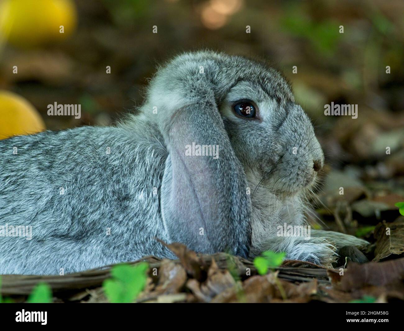 Nahaufnahme auf dem Porträt eines niedlichen Haushasen-Hasen (Oryctolagus cuniculus), der im Garten Vilcabamba, Ecuador, inmitten der Vegetation sitzt. Stockfoto