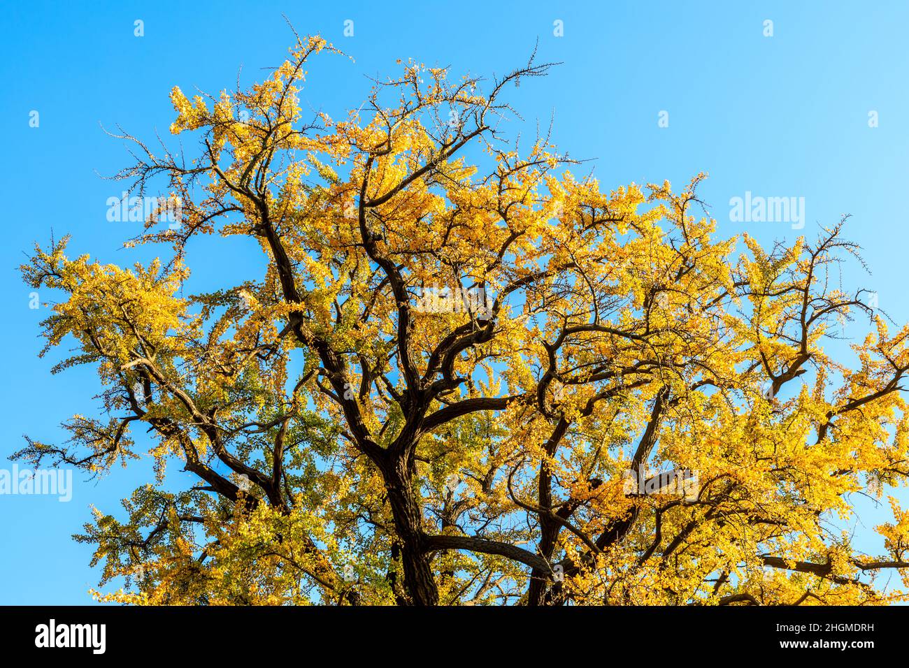 Schöner Herbst Ginkgo. Gelber Ginkgo-Baum in der Herbstsaison. Stockfoto