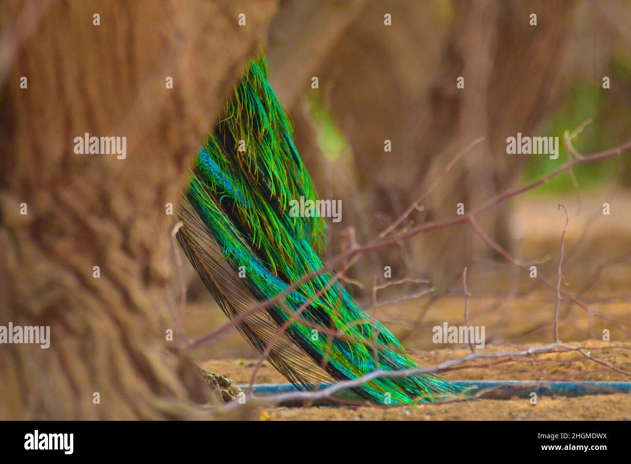 Pfau Stockfoto