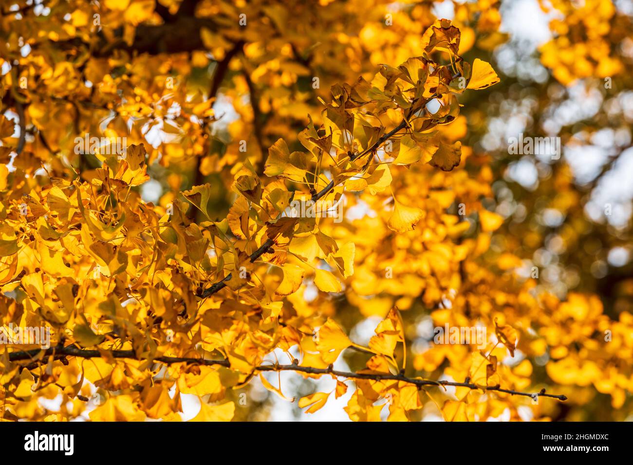 Schöner Herbst Ginkgo. Gelber Ginkgo-Baum in der Herbstsaison. Stockfoto
