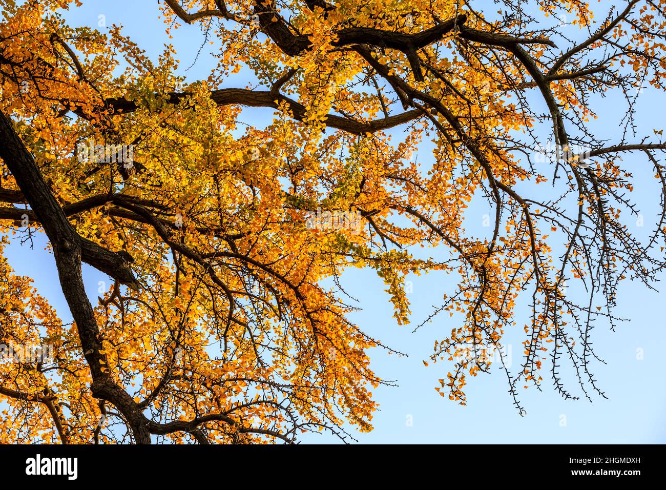 Schöner Herbst Ginkgo. Gelber Ginkgo-Baum in der Herbstsaison. Stockfoto