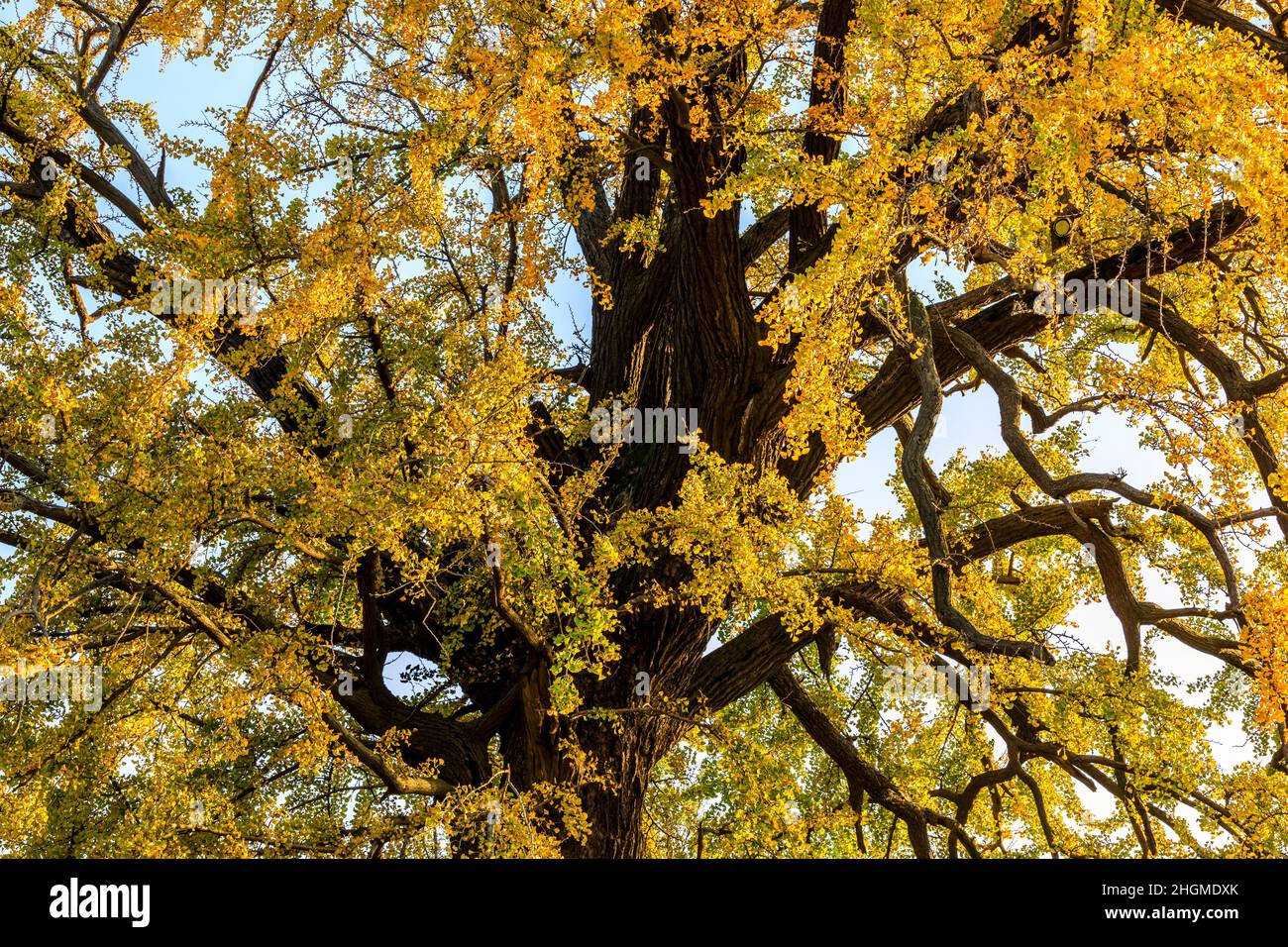 Schöner Herbst Ginkgo. Gelber Ginkgo-Baum in der Herbstsaison. Stockfoto