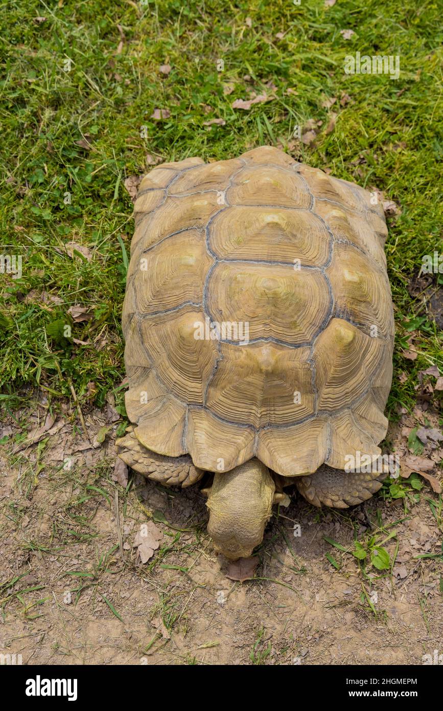 Alte Schildkröte mit Muschelmuster, die auf grünem Gras läuft. Stockfoto