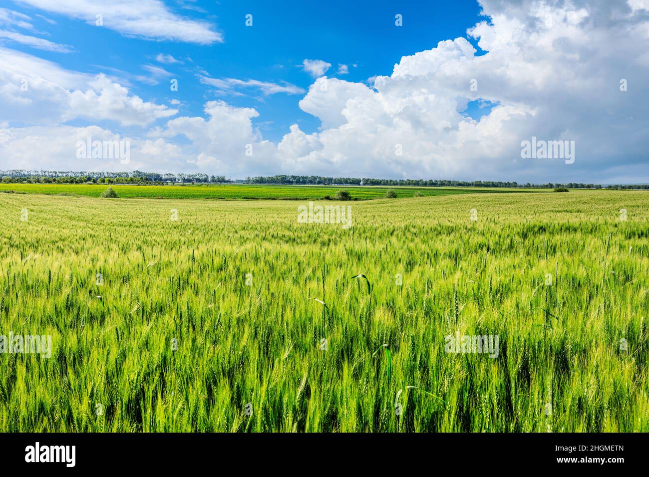 Grünes Weizenfeld unter blauem Himmel. Weizenfeld natürliche Landschaft im Frühjahr. Stockfoto