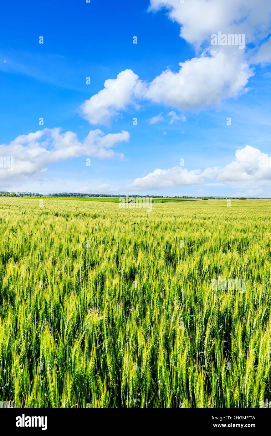 Grünes Weizenfeld unter blauem Himmel. Weizenfeld natürliche Landschaft im Frühjahr. Stockfoto